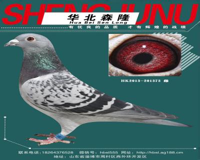 冯莱尔特留小雌