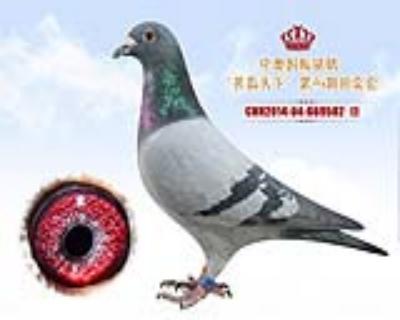 胡本家族