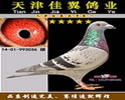 鸽王冠军X鸽王5名直子