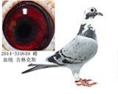 白头席维斯特直孙