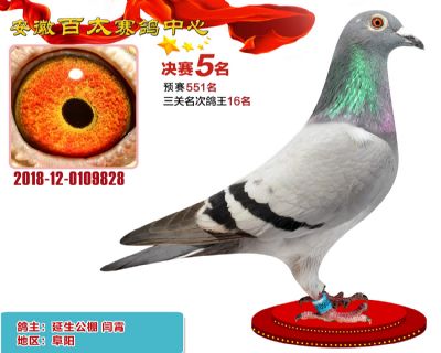 安徽百太决赛5名