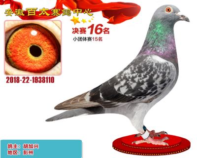 安徽百太决赛16名