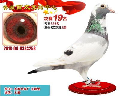 安徽百太决赛19名