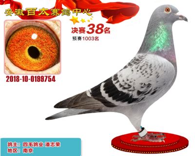 安徽百太决赛38名