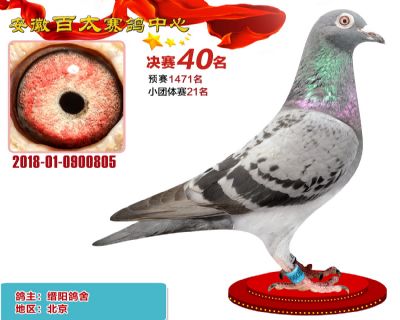 安徽百太决赛40名