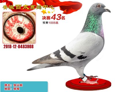 安徽百太决赛43名