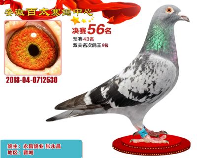 安徽百太决赛56名