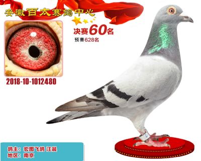 安徽百太决赛60名