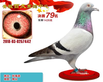 安徽百太决赛79名