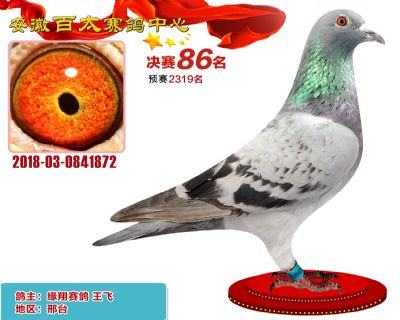 安徽百太决赛86名