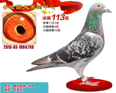 安徽百太决赛113名