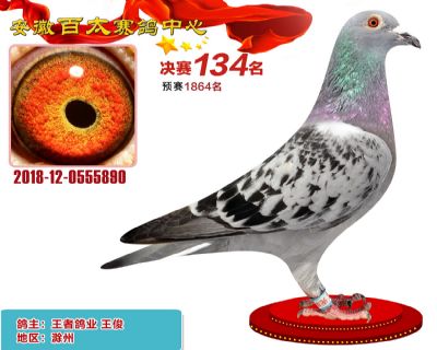 安徽百太决赛134名