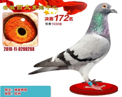 安徽百太决赛172名