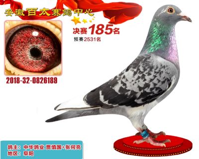 安徽百太决赛185名