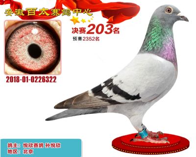 安徽百太决赛203名