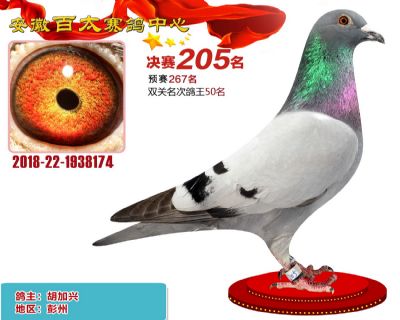 安徽百太决赛205名
