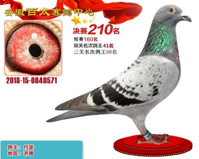 安徽百太决赛210名