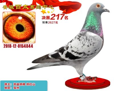 安徽百太决赛217名