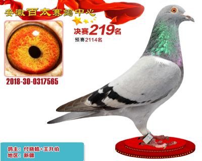 安徽百太决赛219名