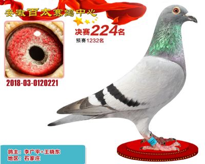 安徽百太决赛224名