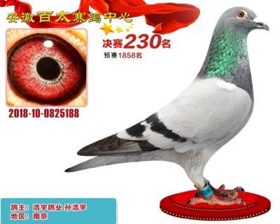 安徽百太决赛230名