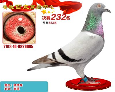安徽百太决赛232名