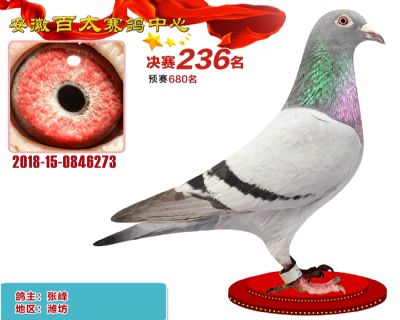 安徽百太决赛236名