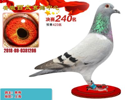 安徽百太决赛240名