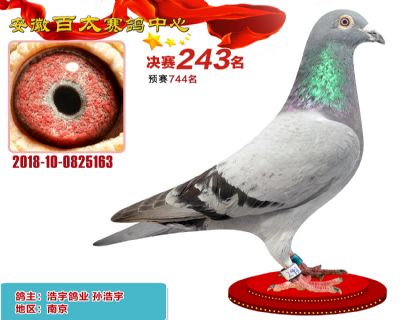 安徽百太决赛243名