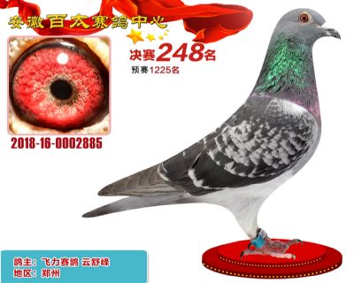 安徽百太决赛248名