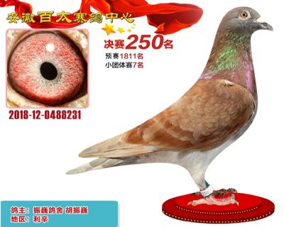 安徽百太决赛250名