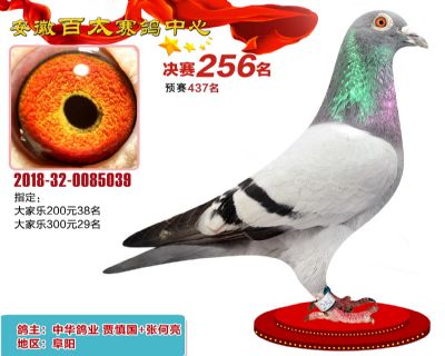 安徽百太决赛256名