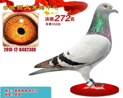 安徽百太决赛272名