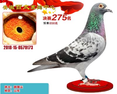 安徽百太决赛275名