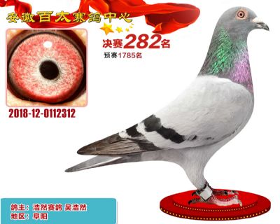 安徽百太决赛282名
