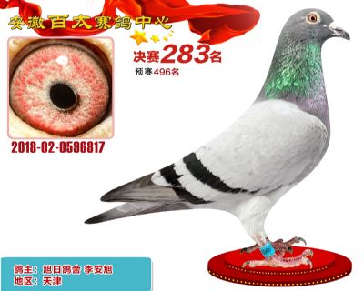 安徽百太决赛283名