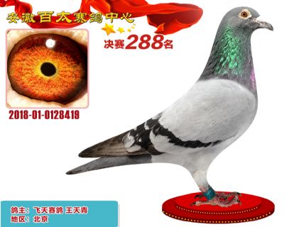 安徽百太决赛288名