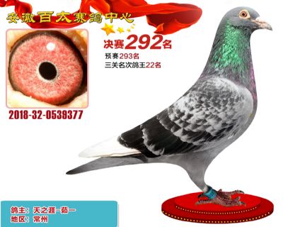 安徽百太决赛292名