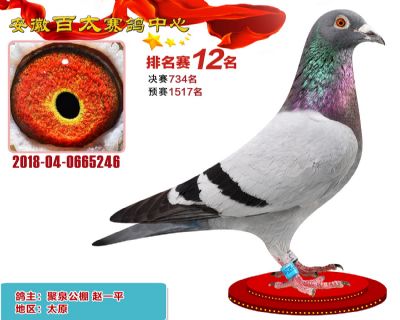 安徽百太加站赛12名