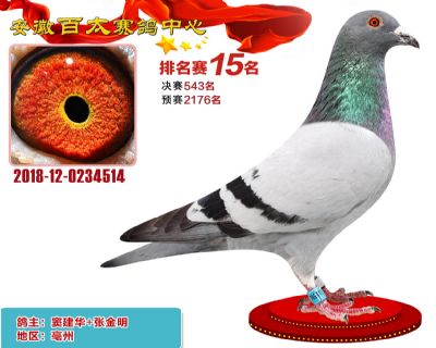 安徽百太加站赛15名