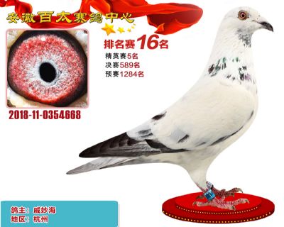 安徽百太加站赛16名
