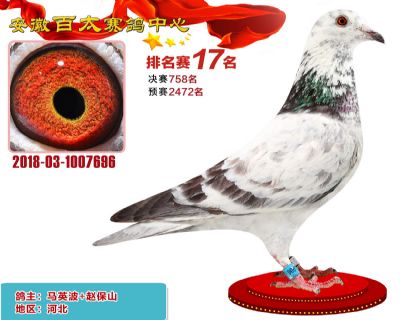 安徽百太加站赛17名