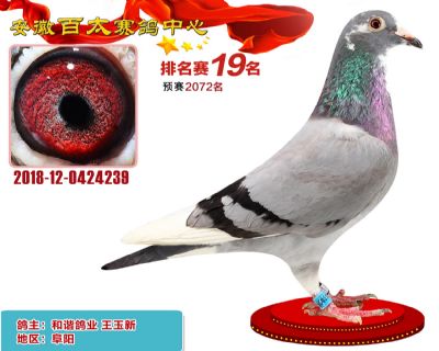 安徽百太加站赛19名