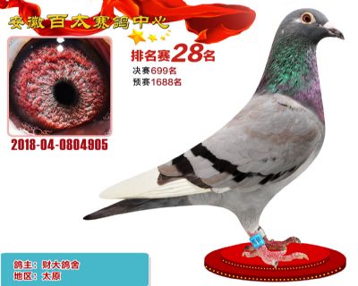 安徽百太加站赛28名