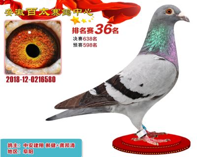 安徽百太加站赛36名