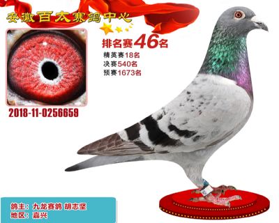 安徽百太加站赛46名