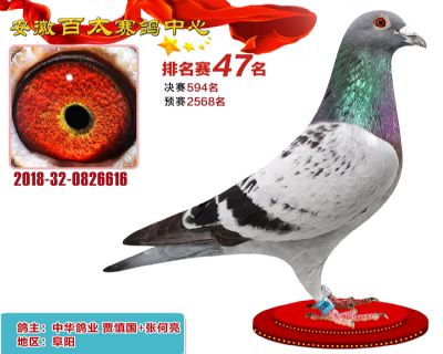 安徽百太加站赛47名