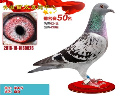 安徽百太加站赛50名