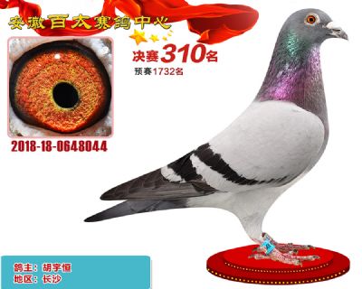 安徽百太决赛310名