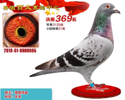 安徽百太决赛369名